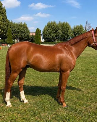 Pony maschio anno 2015