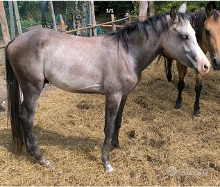 Puledro Arabo/Haflinger x Paint Horse