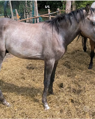 Puledro Arabo/Haflinger x Paint Horse
