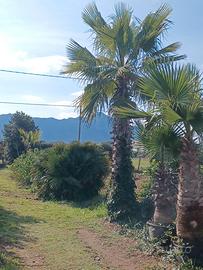 Washingtonia palma alta 5 metri in vaso 