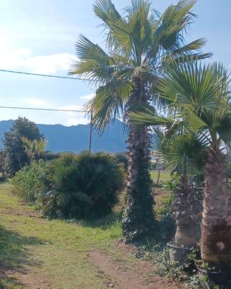 Washingtonia palma alta 5 metri in vaso 