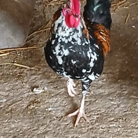 Gallo