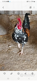 Gallo