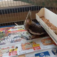 Cucciolo di calopside