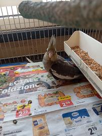 Cucciolo di calopside