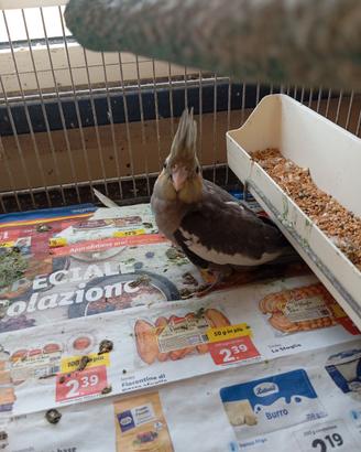 Cucciolo di calopside