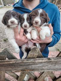 Cuccioli di border collie