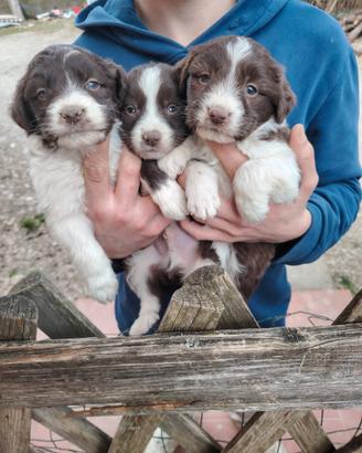 Cuccioli di border collie