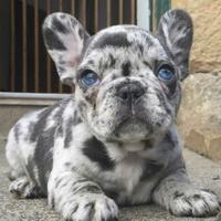 Bulldog francese liliac merle maschio