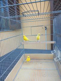 Animali