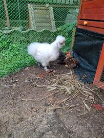 Gallina Moroseta