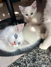 Cuccioli di ragdoll