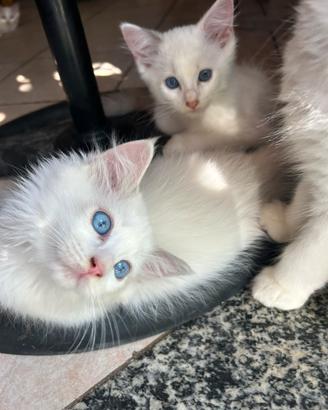 Cuccioli di ragdoll