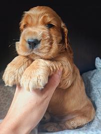 Cocker spaniel inglese Cuccioli