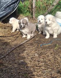 Pastore del Caucaso incrocio maremmano