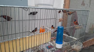 Cardinalini del venezuela