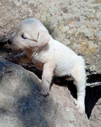 Cuccioli di Pastore Fonnese