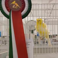 Canarini arricchiti parigini