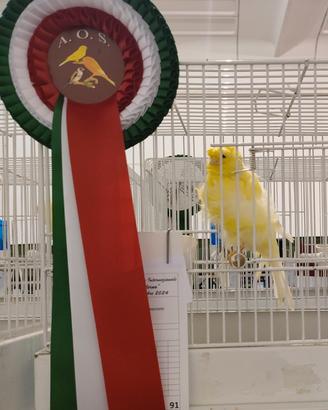 Canarini arricchiti parigini