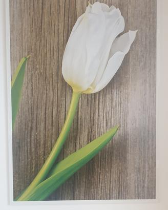 Quadro tulipano