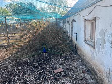 Coppia adulta di pavone reale
