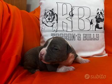 American bully
