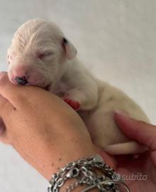Dalmata cucciolo pedigree