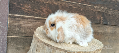 Cuccioli conigli ariete nano