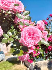 rose pendula