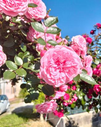 rose pendula