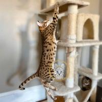 Gattini di Savannah pura pedigree