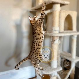 Gattini di Savannah pura pedigree