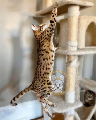 Gattini di Savannah pura pedigree