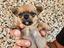 Immagine 3