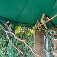 Calopsite e cocorite