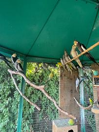 Calopsite e cocorite