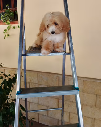 Maltese Maltipoo Maschio &