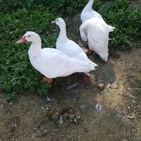 Anatra maschio 7 mesi