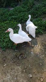 Anatra maschio 7 mesi