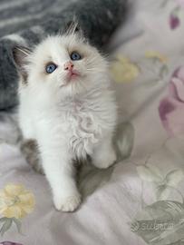 Ragdoll cuccioli