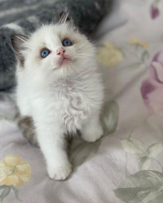 Ragdoll cuccioli