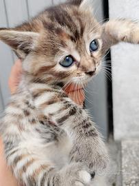 Cuccioli di 2 mesi