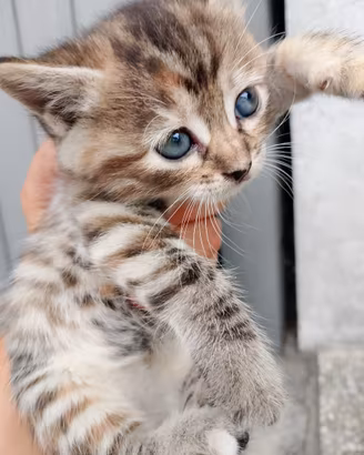 Cuccioli di 2 mesi