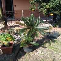 cicas pianta da giardino 