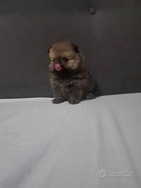 Cuccioli di spitz linea americana