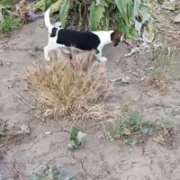 Animali