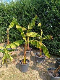 piante di Banano 