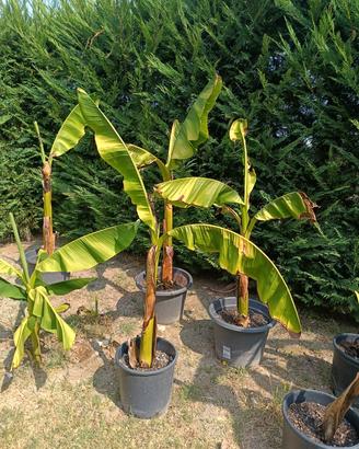 piante di Banano 
