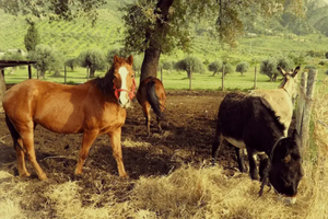 Giardini terreni agricoli vari usi depositi cani g