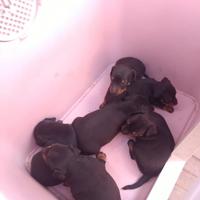 Pincher originali dolcissimi hanno 40 gg